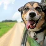 A Happy dog with head hanging out the car window