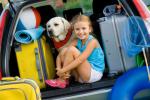 Safely Traveling With Dogs in the Car