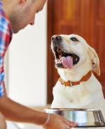 Tips for Maintaining a Healthy Dog Weight